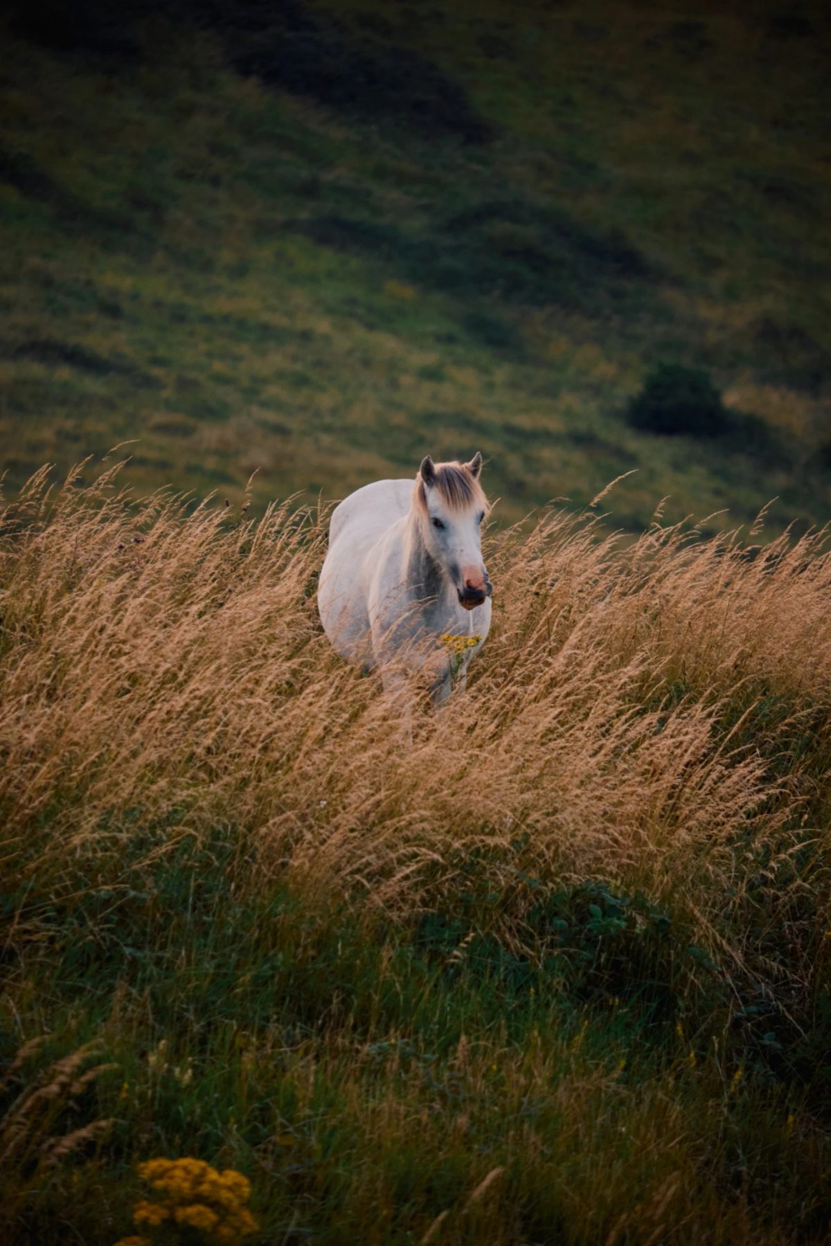 Nature — frame 4
