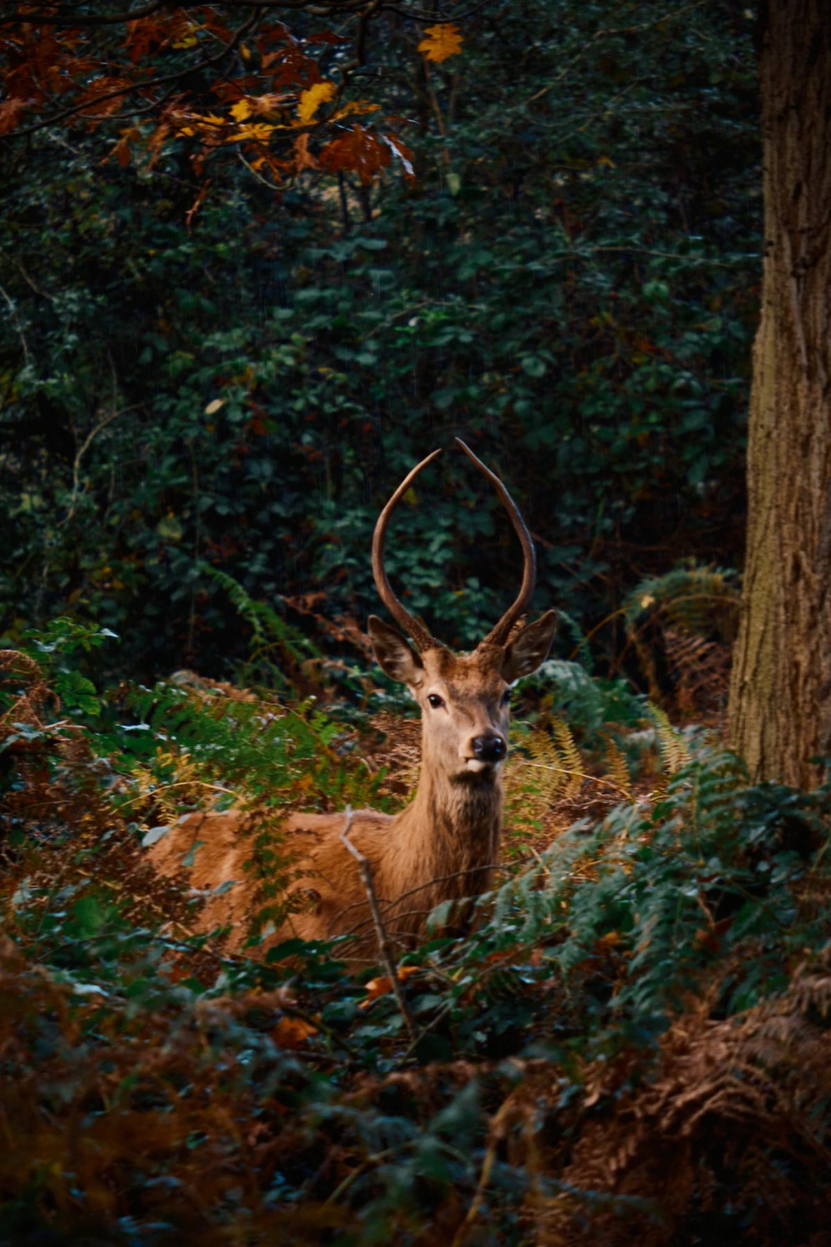Nature — frame 2