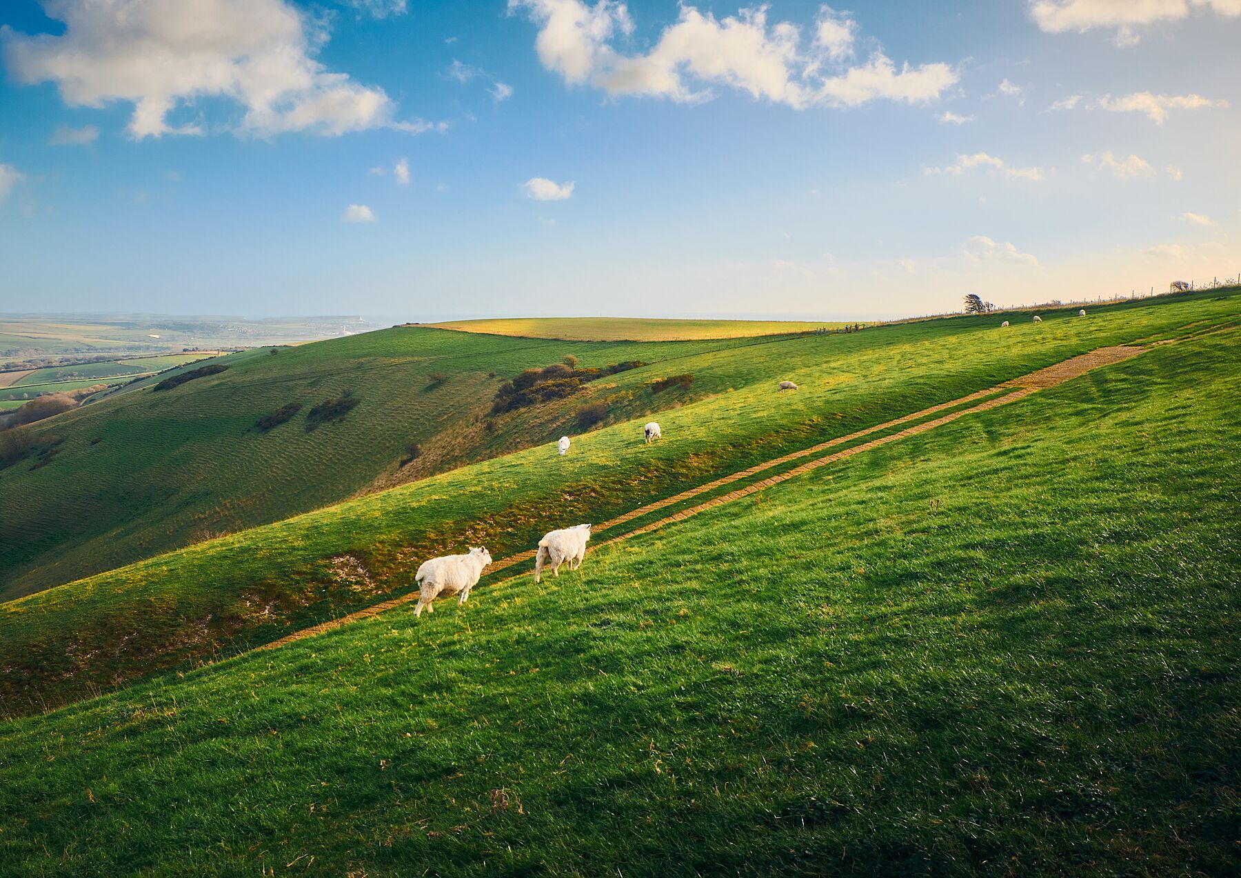The Rolling Hills of South Downs National Park - Scenic Photo Print