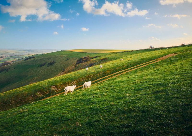 The Rolling Hills of South Downs National Park - Scenic Photo Print