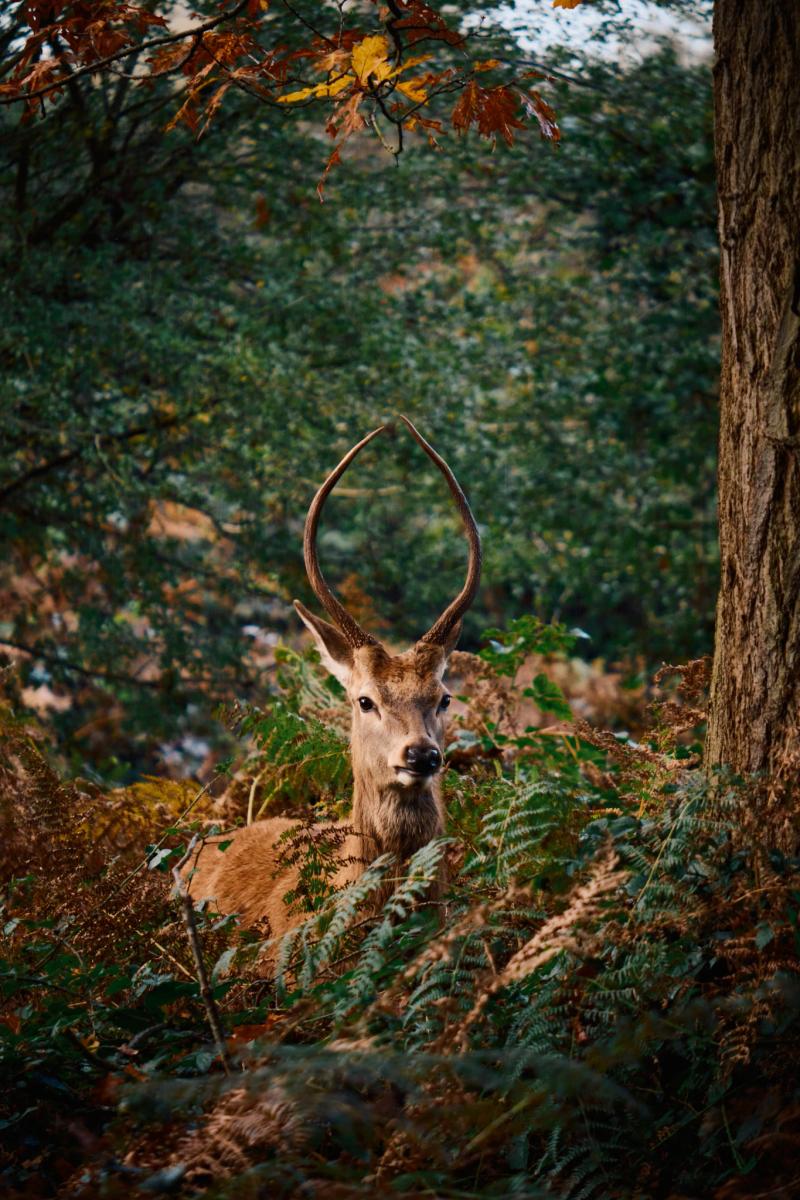 Nature gallery image 53