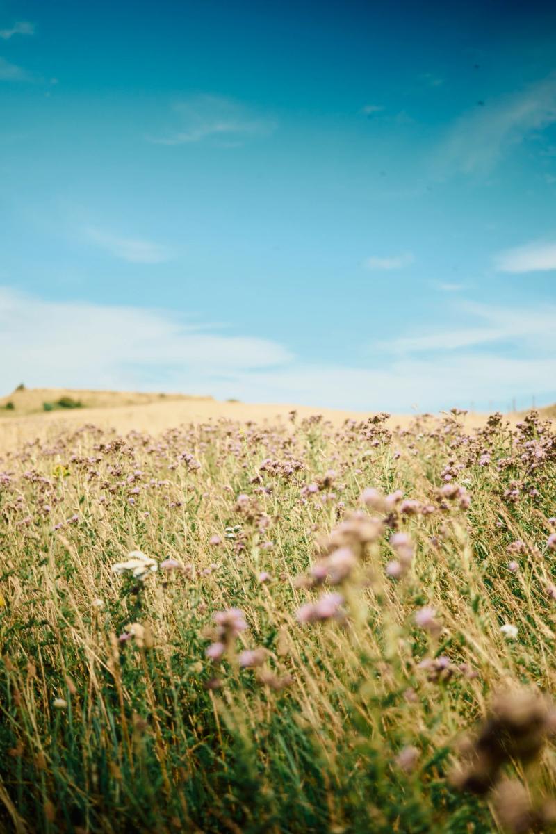 Nature gallery image 26