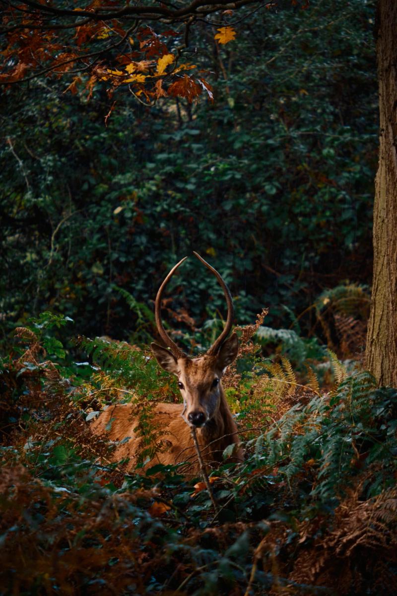 Nature gallery image 54