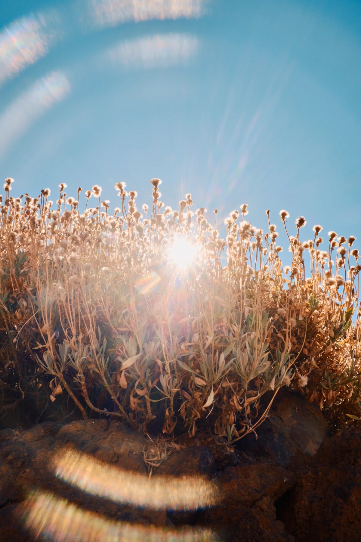 Nature — frame 5