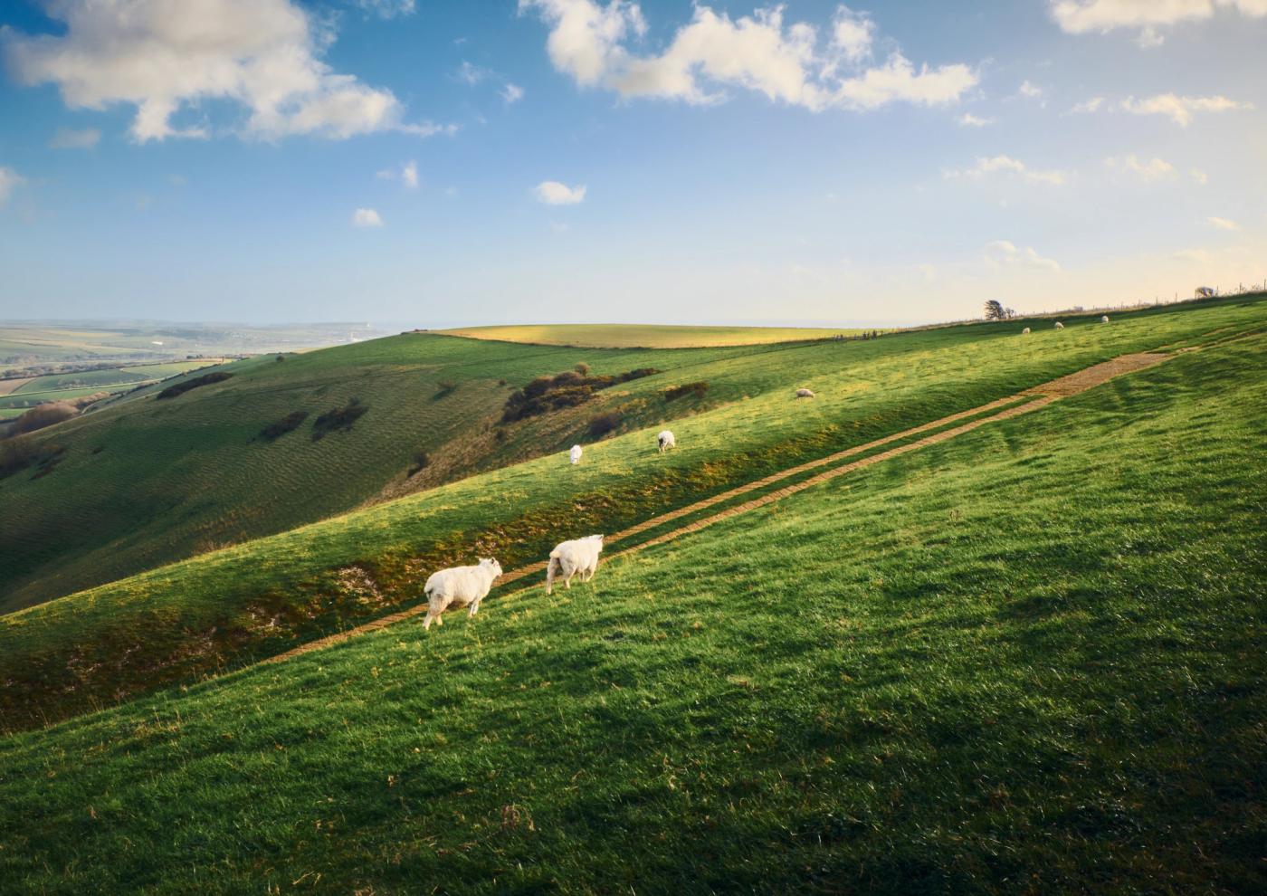 Three white sheep graze on a green hillside, with a winding dirt path leading up to them. The hillside is dotted with yellow flowers, and the sky is a