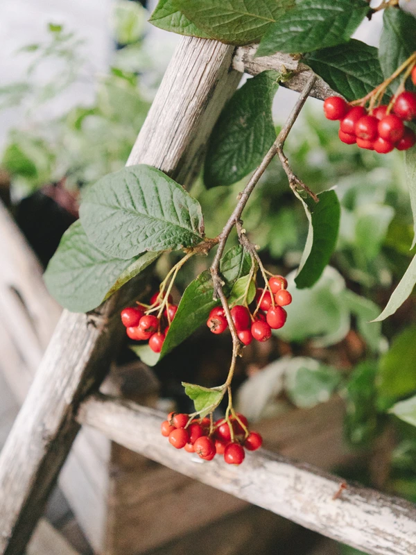 Red currant clusters among green leaves in natural sunlight