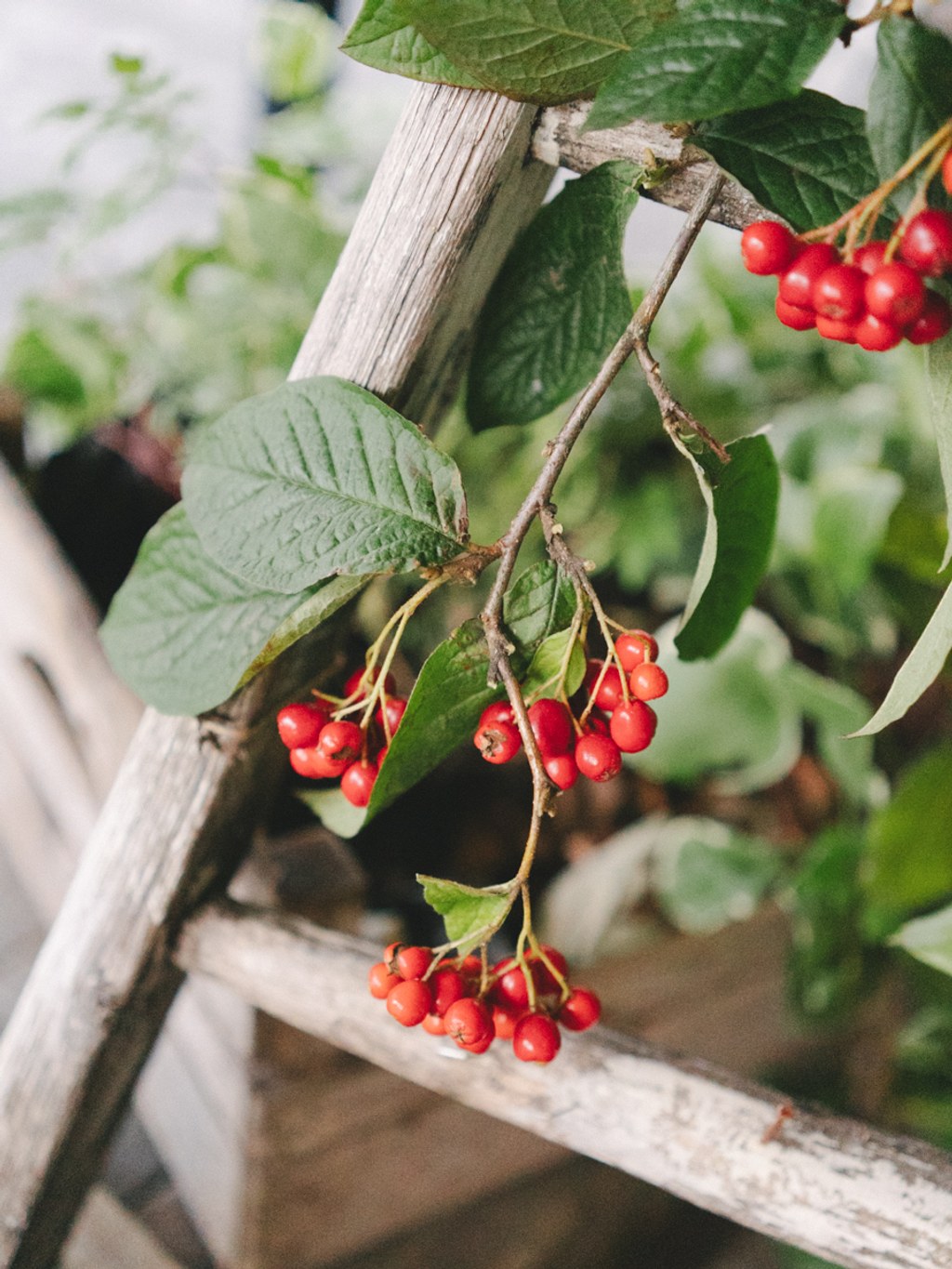 Red currant clusters among green leaves in natural sunlight