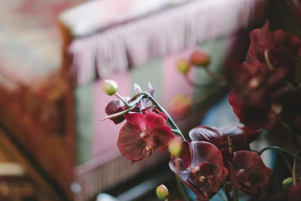 Burgundy orchids close-up — fresh buds in soft light, vivid red petals and green stems