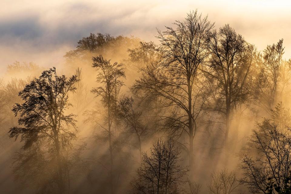 Autumn trees in fog and sunlight on the Uetliberg above Zurich
