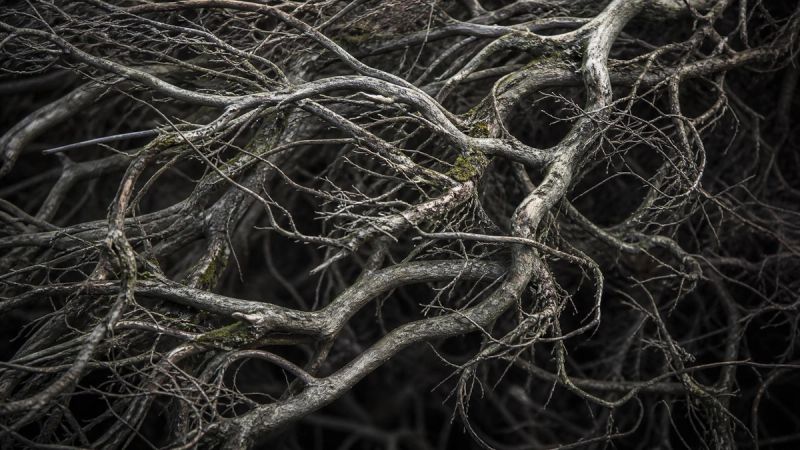 A maze-like pattern of tree branches or roots, representing hidden mental compulsions in Pure O