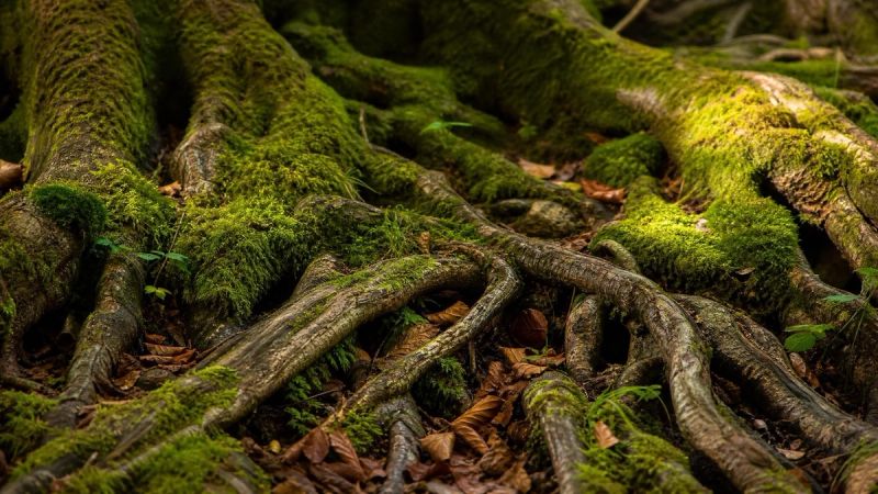Interwoven roots and branches in an Irish woodland, symbolising the many causes of OCD