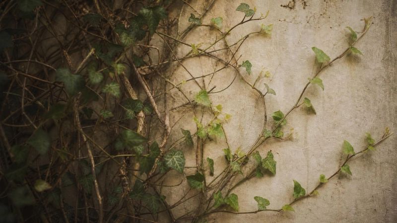Tangled ivy unfurling on a wall, symbolising the common signs and patterns of C-PTSD