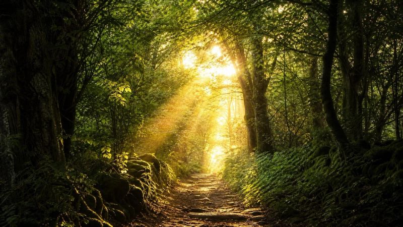 Sunlight breaking through dense trees onto a forest path, representing changing patterns that keep loneliness stuck