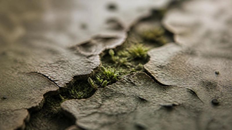 A cracked surface with soft green growth emerging
