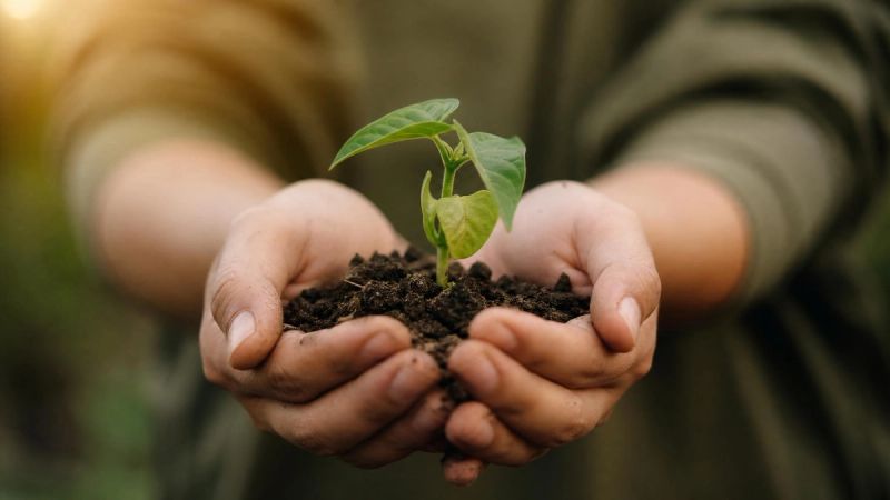 Hands gently holding a small green seedling, symbolising self-compassion and the gradual rebuilding of self-esteem