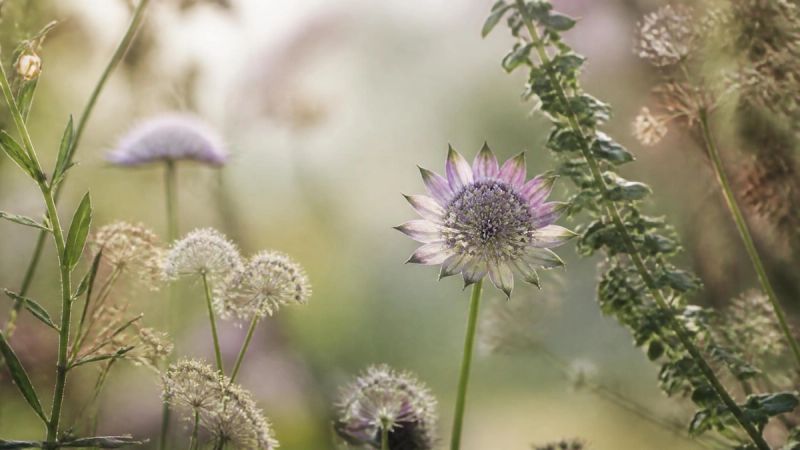 Delicate flowers in soft focus, representing the hormonal roots of menopause depression