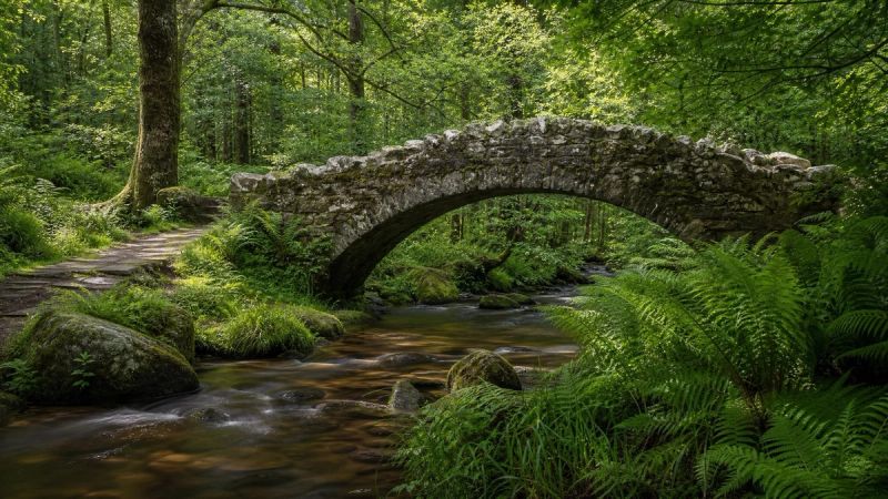 A small stone bridge over a gentle stream in an Irish woodland, symbolising one small step to reconnect