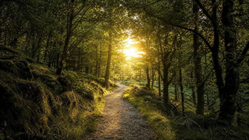 Winding forest path in Ireland leading toward sunlight, representing trauma therapy and support