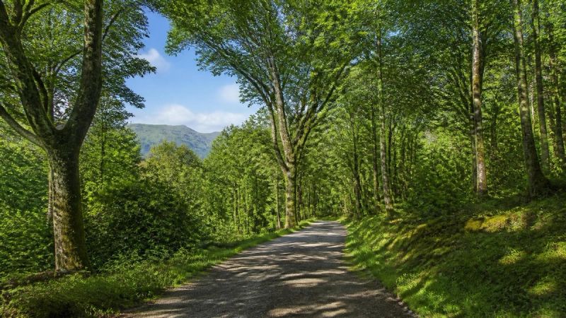 A peaceful Irish park with a pathway, trees, and open sky, representing spaces shared with animals