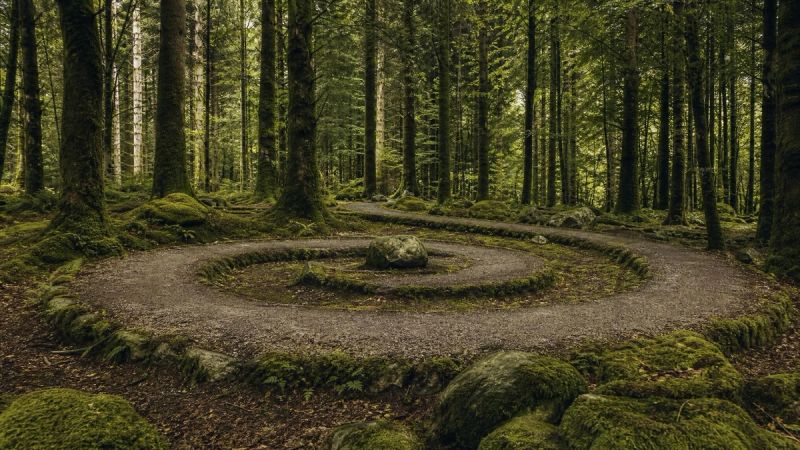 A circular path through an Irish woodland, symbolising the loop between social anxiety and loneliness