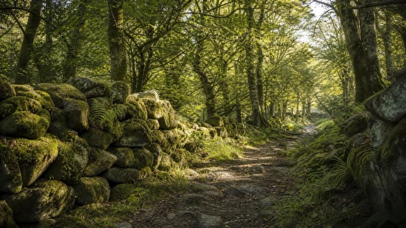 An open path through a calm Irish woodland, symbolising recovery and treatment for OCD