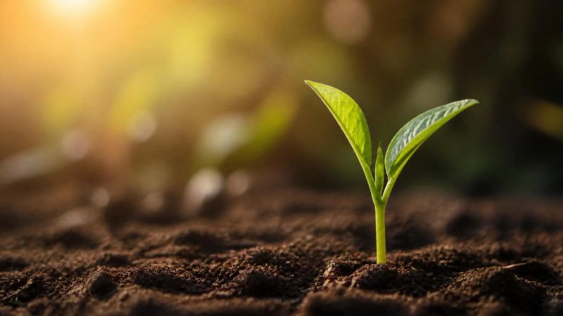 Small green plant shoot emerging from rich soil in soft light, symbolising treatment and new growth after childhood trauma