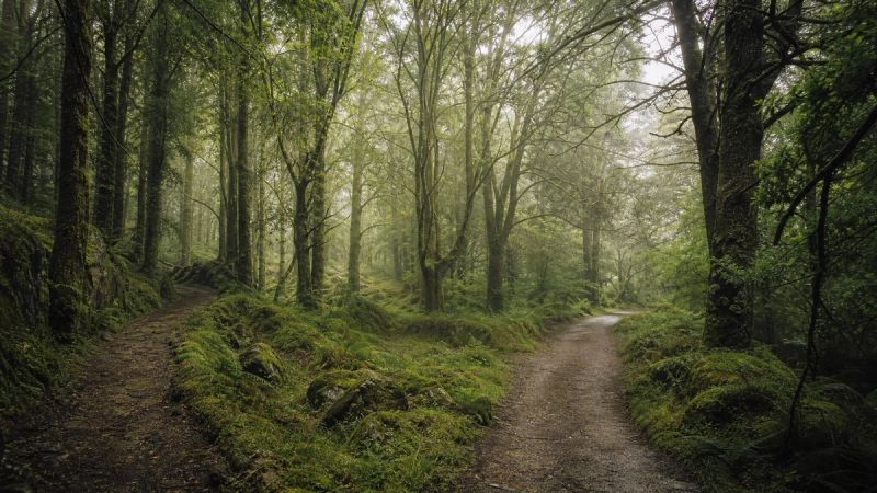 Two intertwined paths in a misty Irish forest, symbolising how ADHD and anxiety are connected and influence each other.