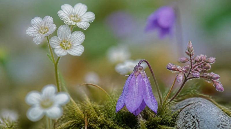 Close-up of delicate wildflowers with morning dew, symbolising hormonal changes and anxiety