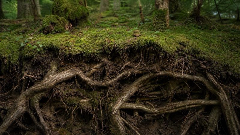 Twisted tree roots beneath a mossy Irish forest floor, symbolising why childhood trauma effects can last so long