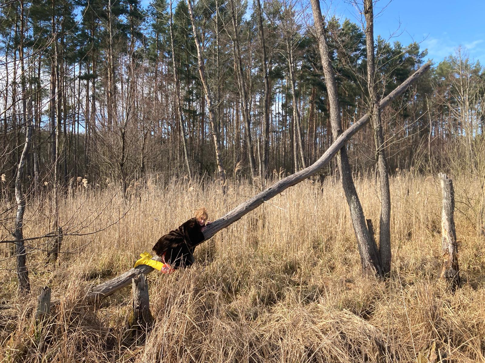 Zusehen ist eine Person auf einem umgekippten Baumstamm. Die Person blickt aus der Ferne in die Kamera.