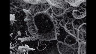 Das Bild zeigt eine Microscopaufnahme