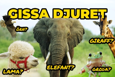 Olika djur som ska gissas rätt
