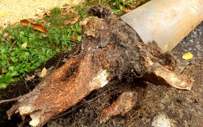 Rural Drainage Rescue: Tree Roots Gone Wild
