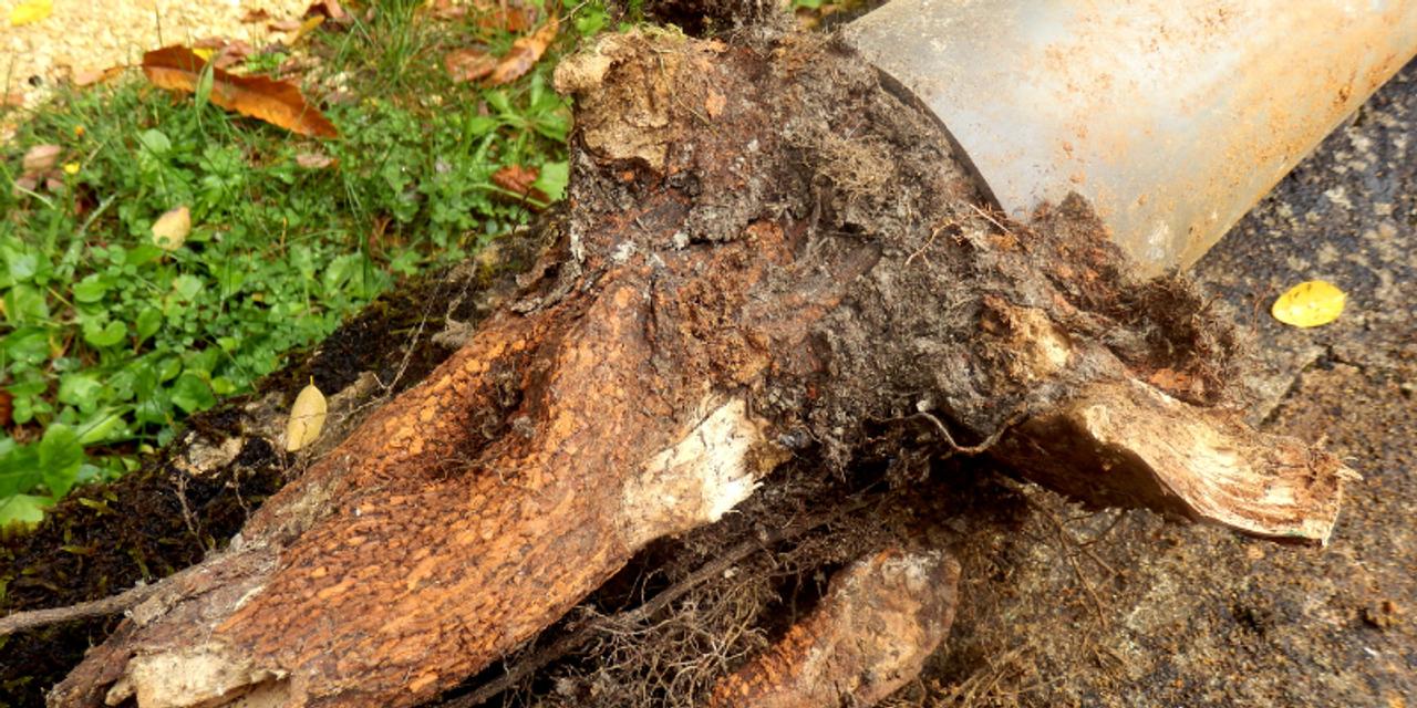 Rural Drainage Rescue: Tree Roots Gone Wild