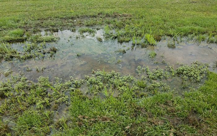 Common Signs Your Drains Might Be Failing