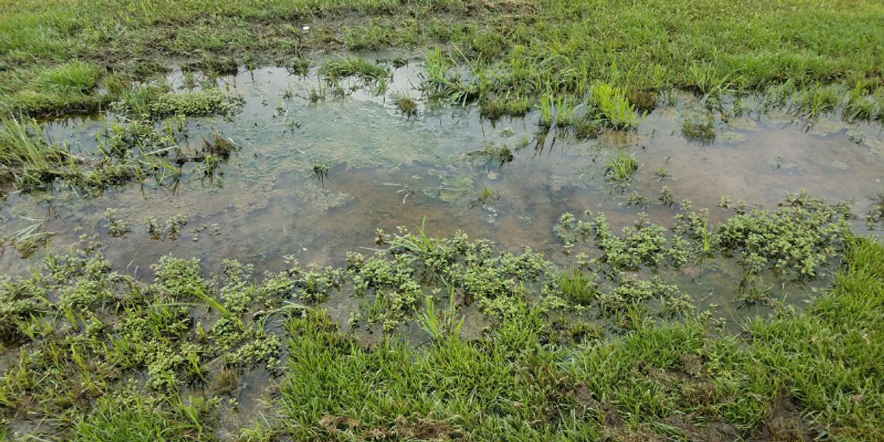 Common Signs Your Drains Might Be Failing