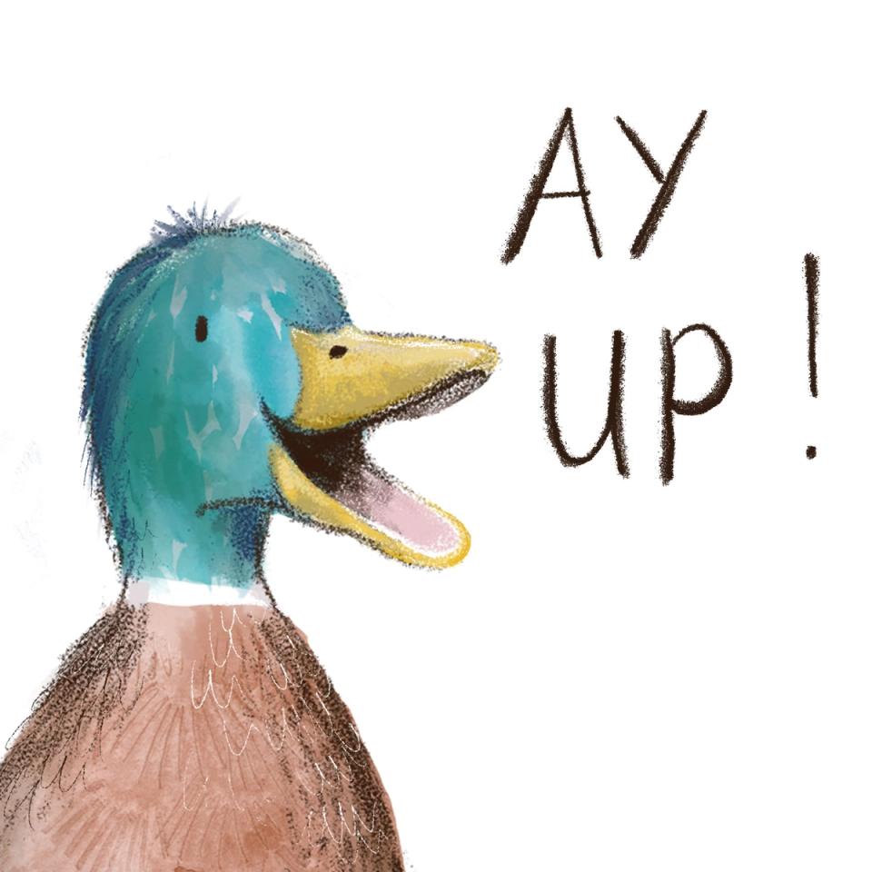 Greeting card with a close-up portrait of a hand-drawn mallard duck and the words “Ay up!”