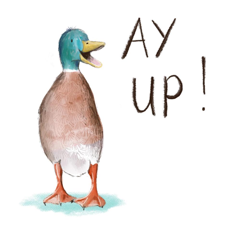 Greeting card of a hand-drawn standing mallard duck with the words “Ay up!”