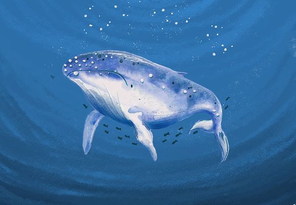 An illustrated whale gliding through the deep