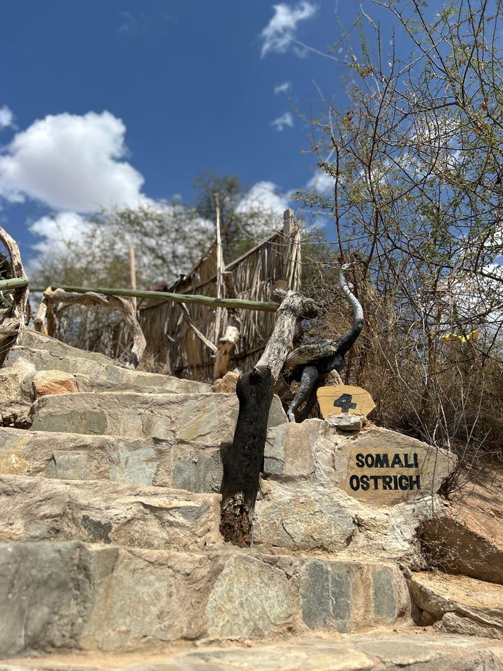 Somali ostrich marker beside stone stairs