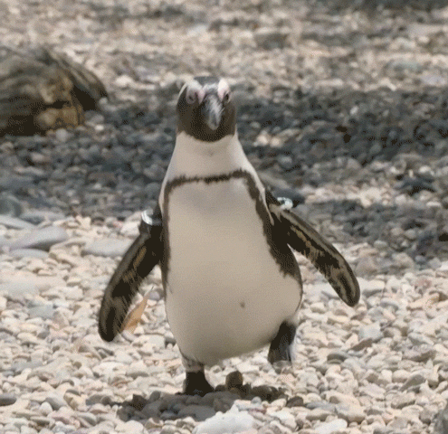 Penguin Gif 