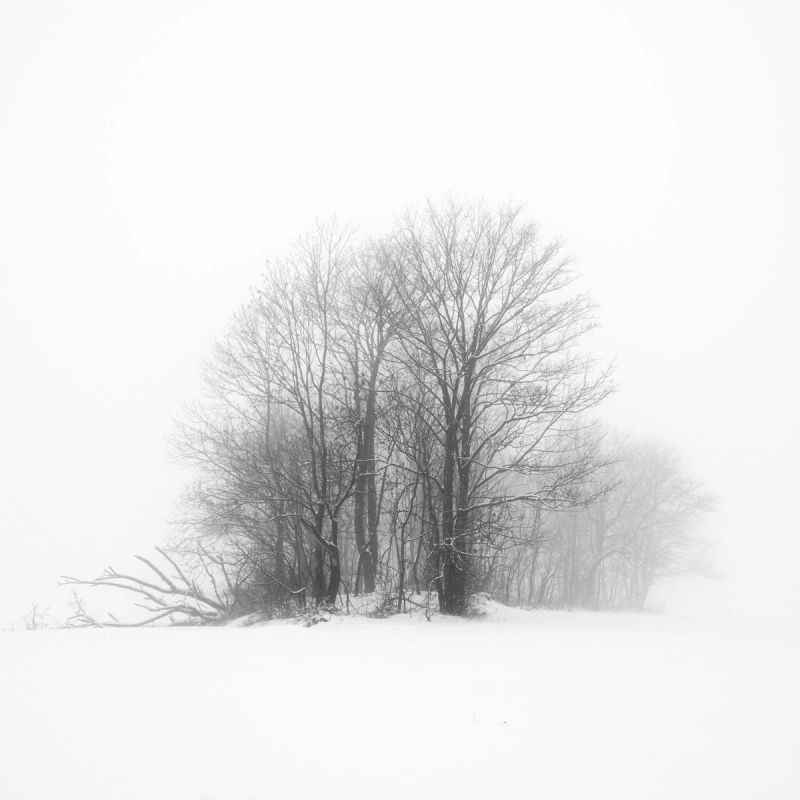 Grupo de árvores na neblina, em preto e branco