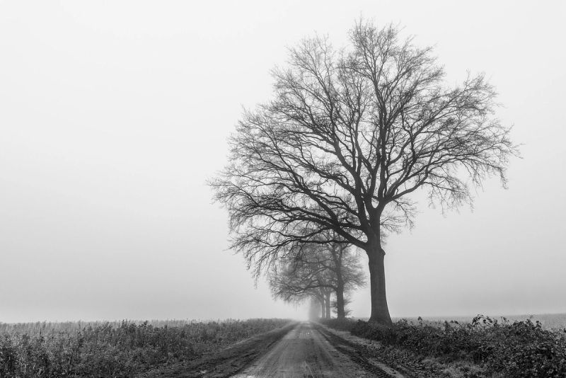 Árvore à beira de uma estrada de terra na neblina, em preto e branco