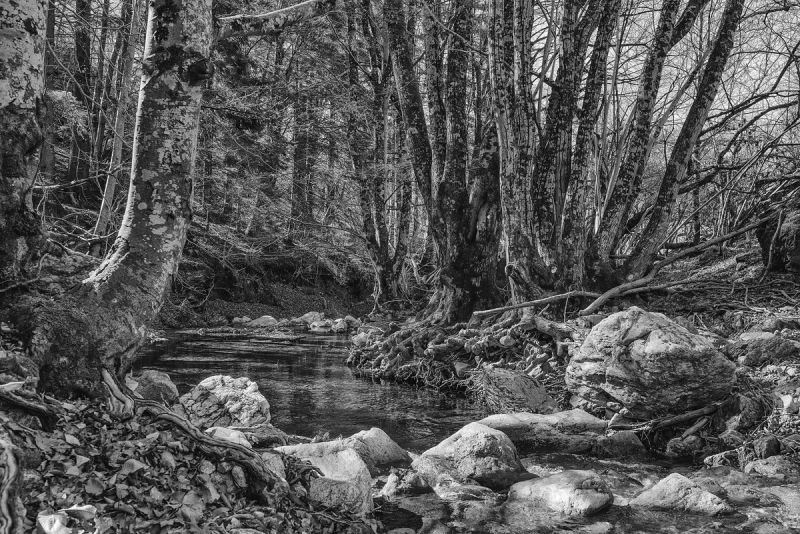 Riacho entre pedras e troncos na mata, em preto e branco
