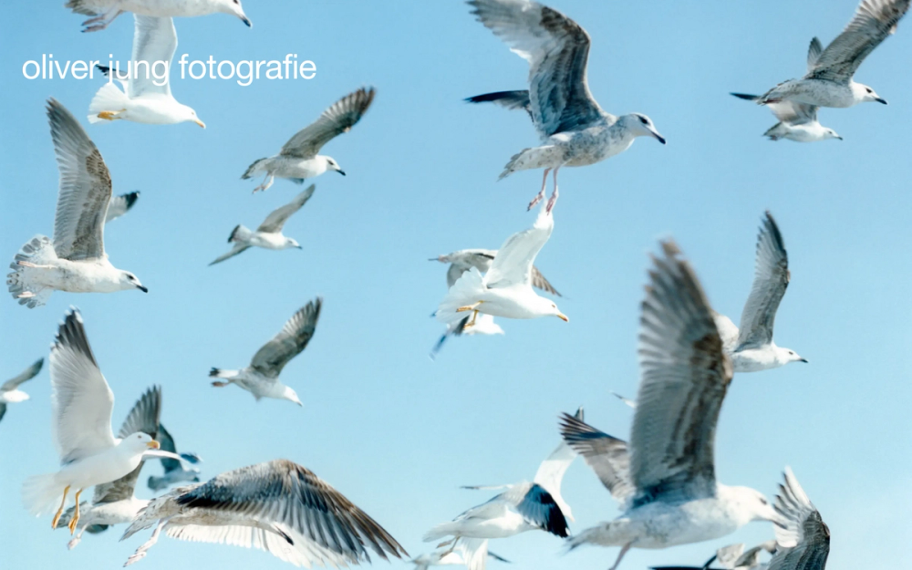 Screenshot from the Oliver Jung website showing the intro section with a large image with seagulls