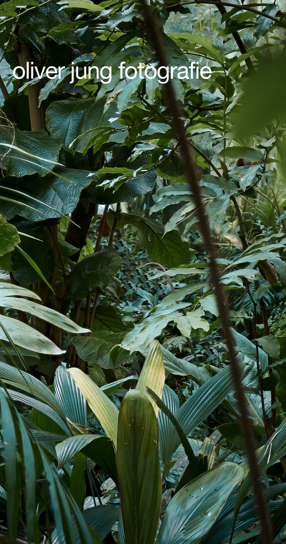 Screenshot from the mobile website showing oliver jung fotografie and a picture of a green jungle