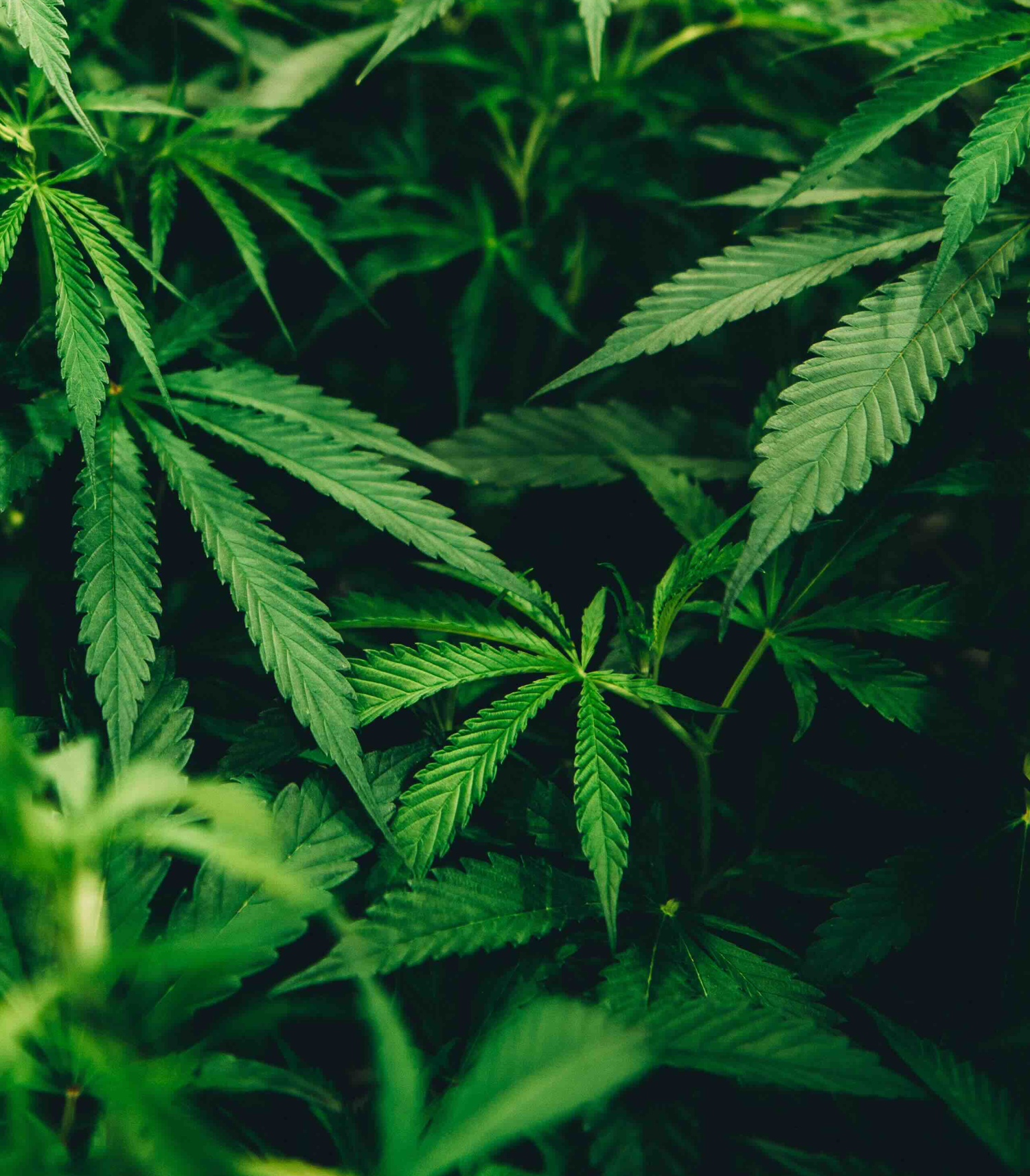 Streamlining Operations for a Multi-tenant Marijuana Dispensary Application