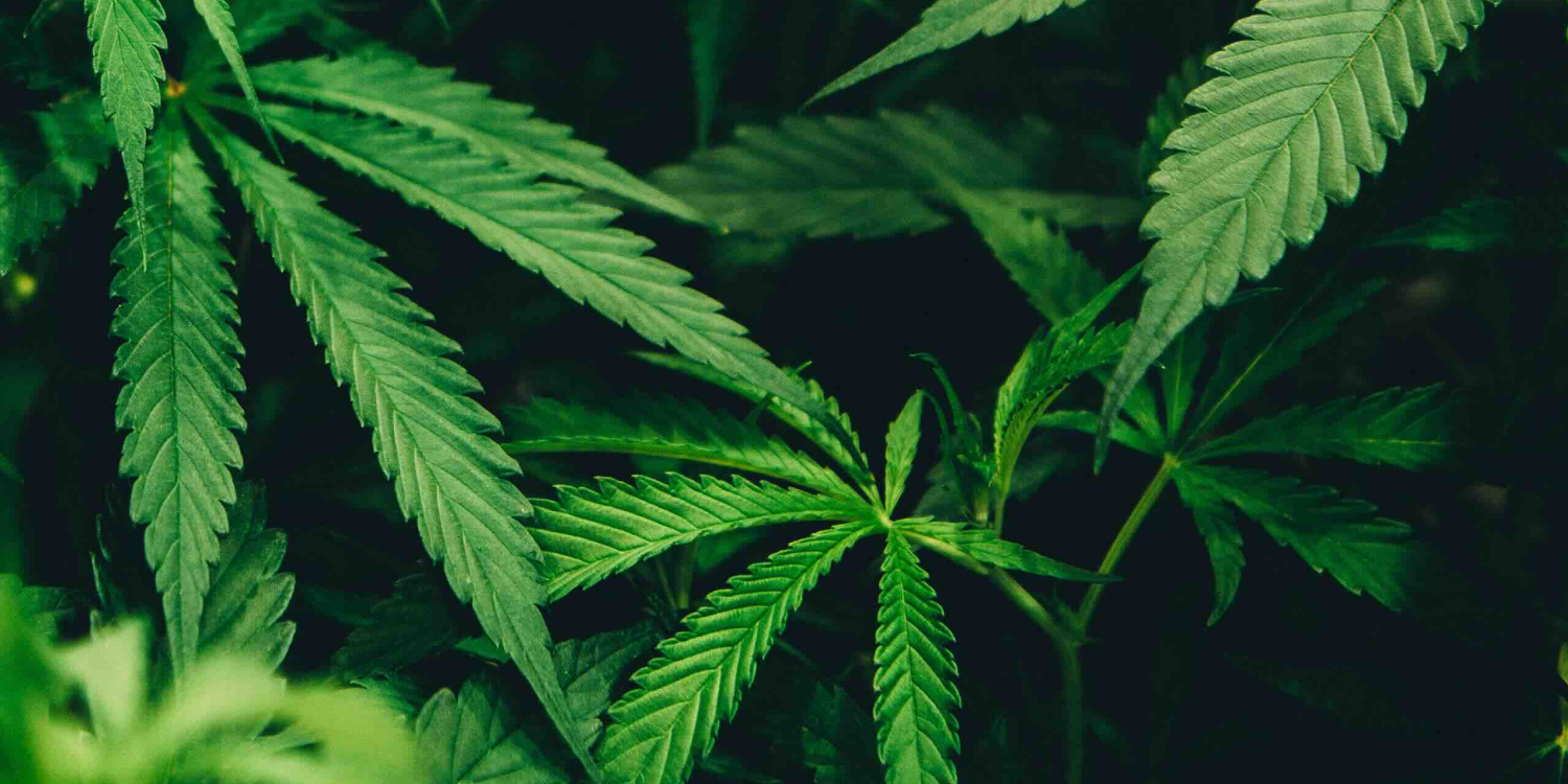 Streamlining Operations for a Multi-tenant Marijuana Dispensary Application