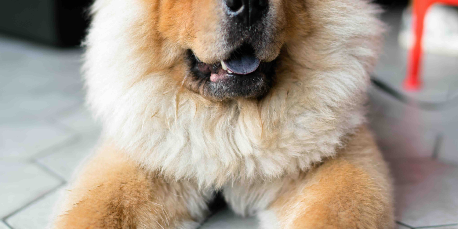 Optimizing E-commerce Customer Service through Technological Advancements