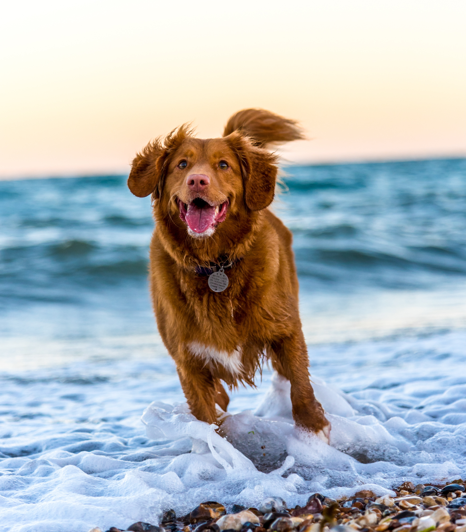 System Rewrite and Enhancement for a Major Online Pet Store